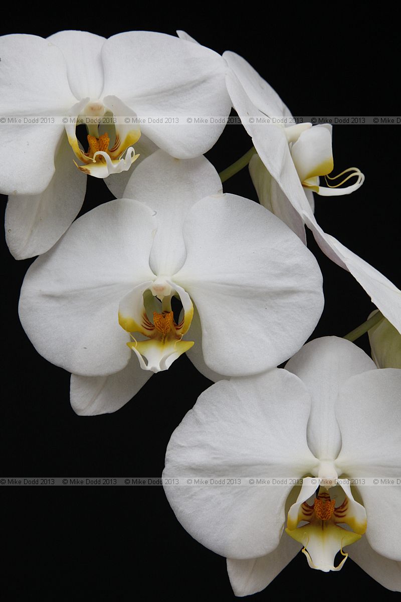 Phalaenopsis
