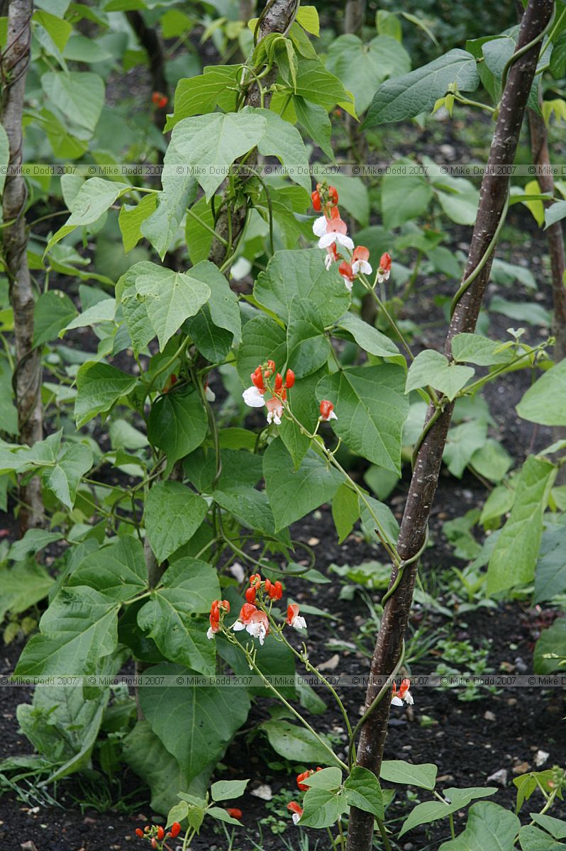 Phaseolus Bean variety worked on by Darwin