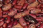 Phaseolus bean seeds