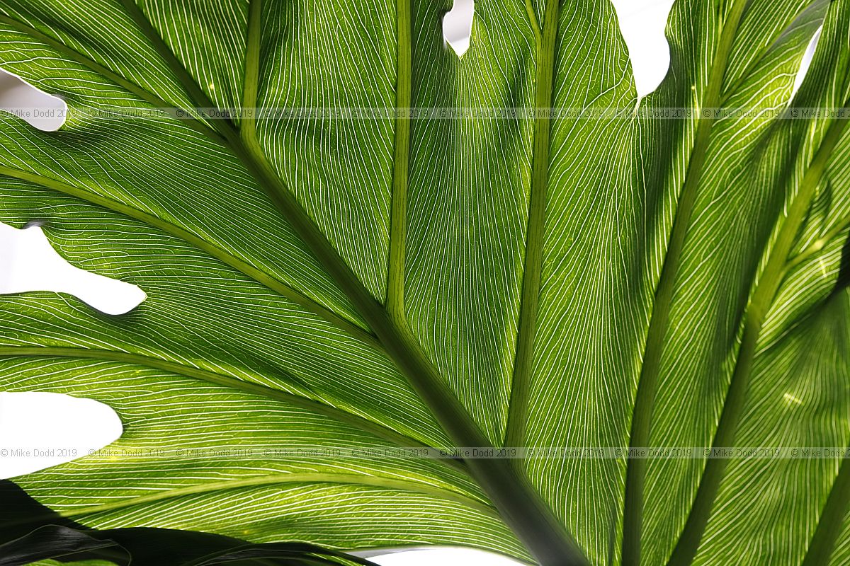 Philodendron bipinnatifidum