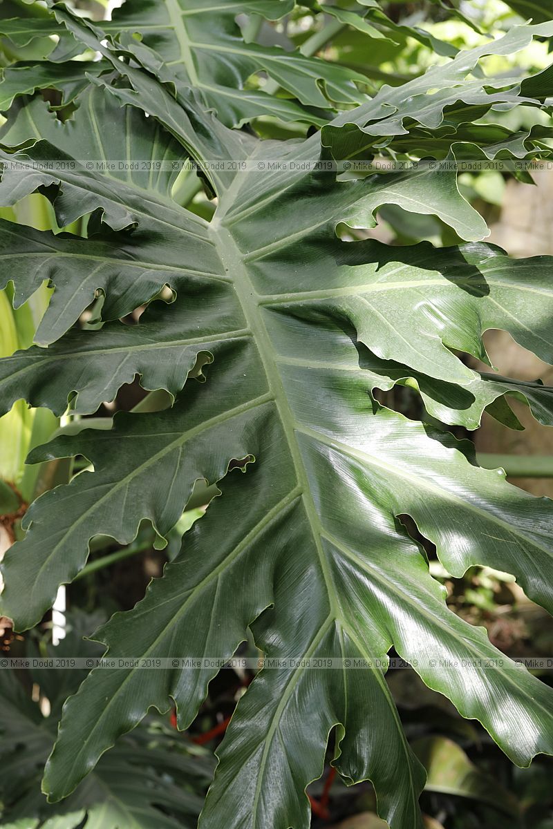 Philodendron bipinnatifidum