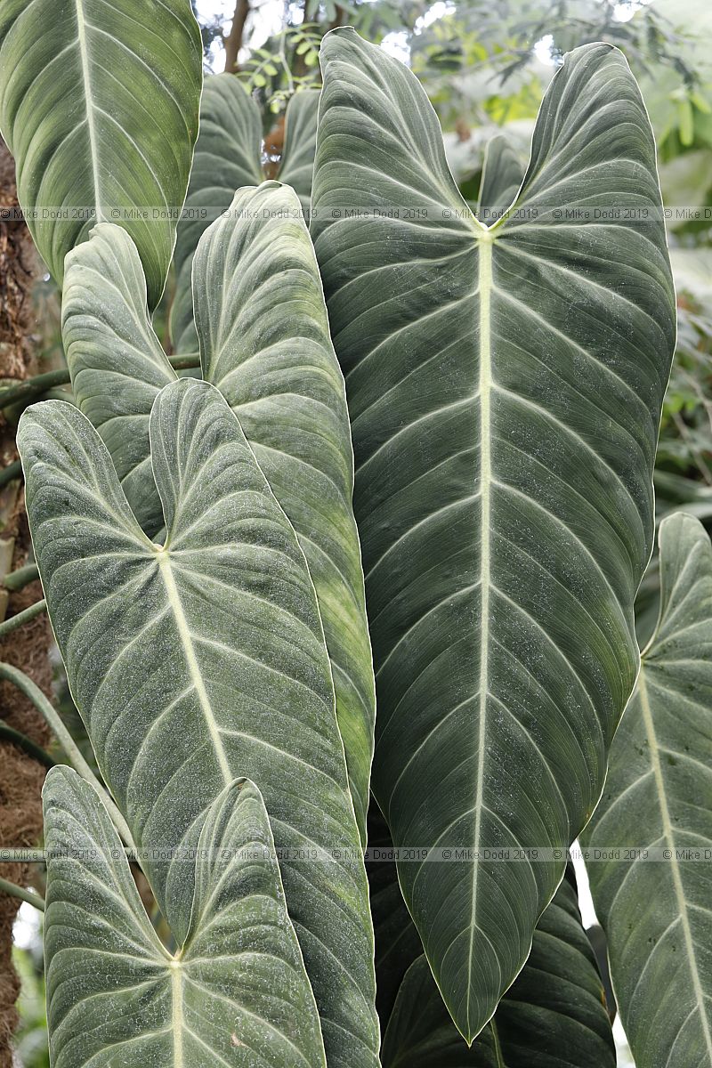 Philodendron melanochrysum