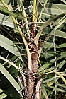 Phoenix paludosa Mangrove Date Palm