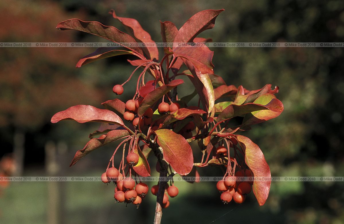 Photinia davidiana