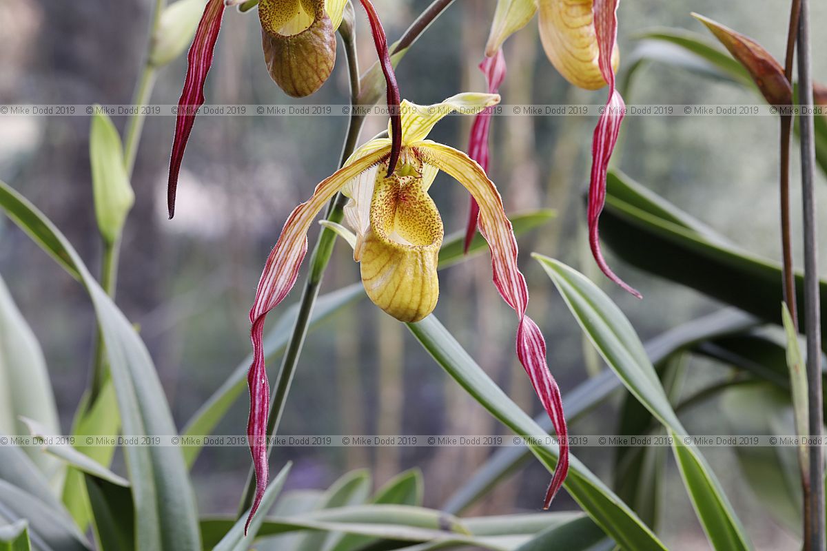 Phragmipedium Demetria
