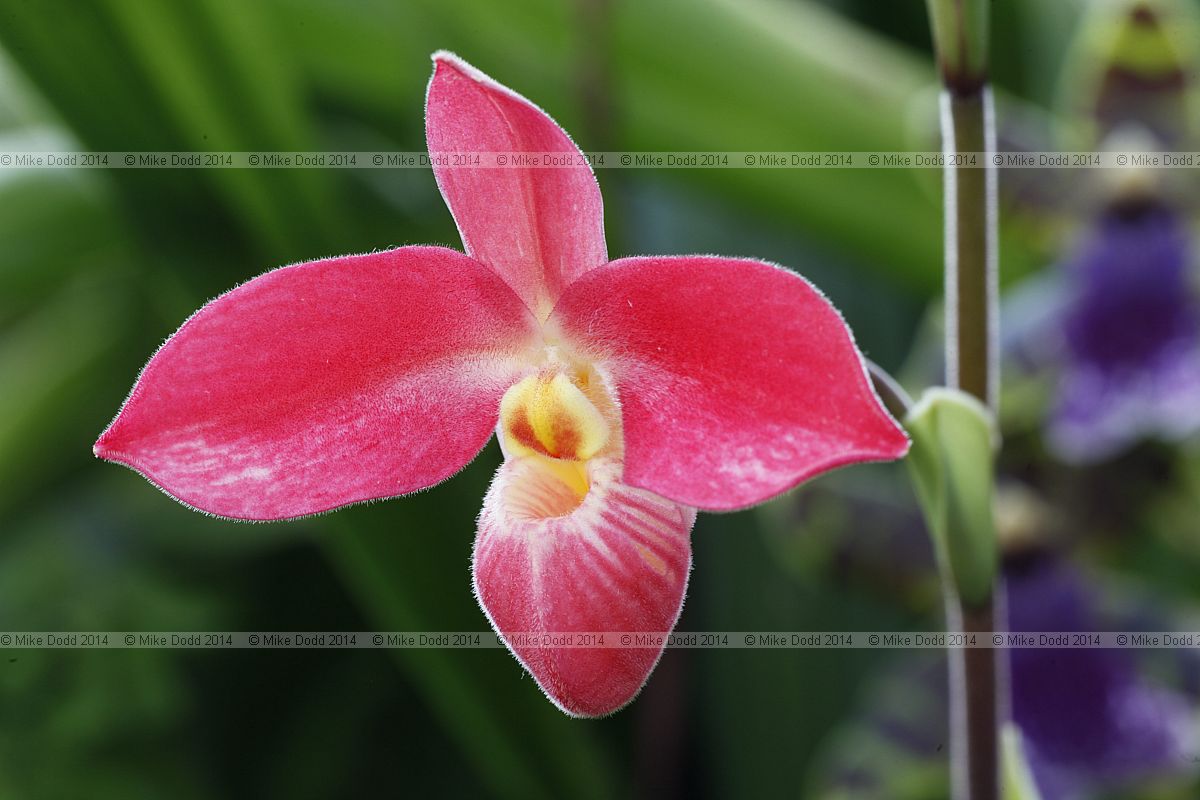 Phragmipedium Hanne Popow