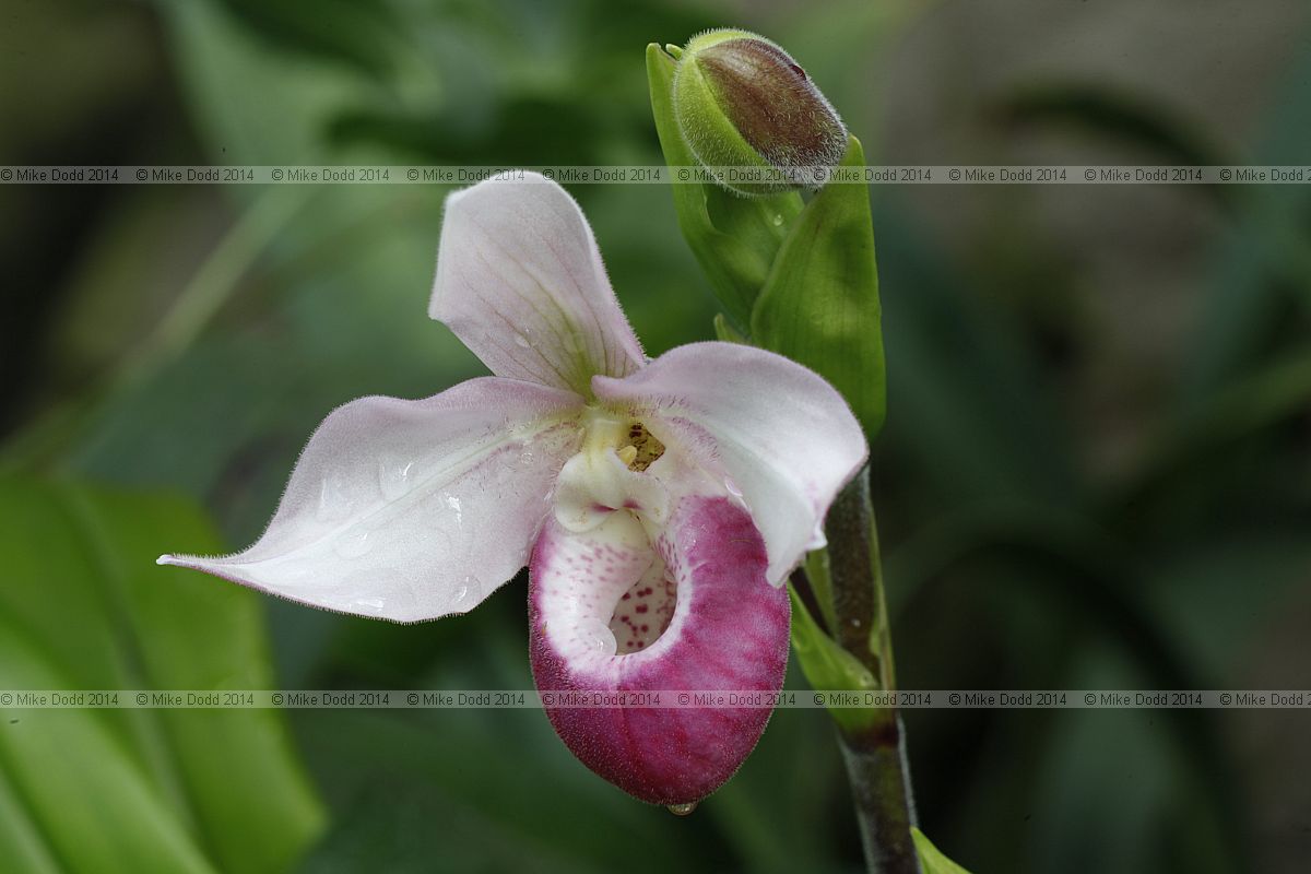 Phragmipedium schlimii 'Wilcox'