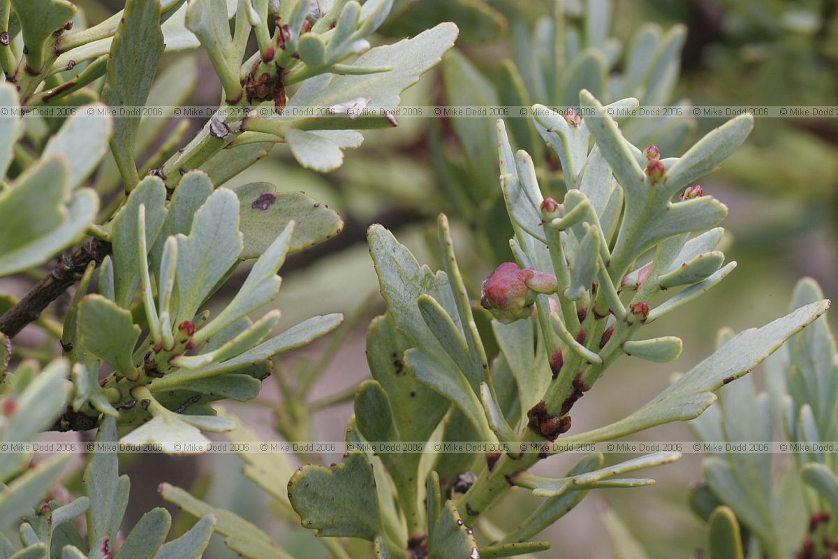 Phyllocladus alpinus Mountain Toatoa