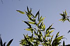 Phyllostachys sulphurea f. viridis