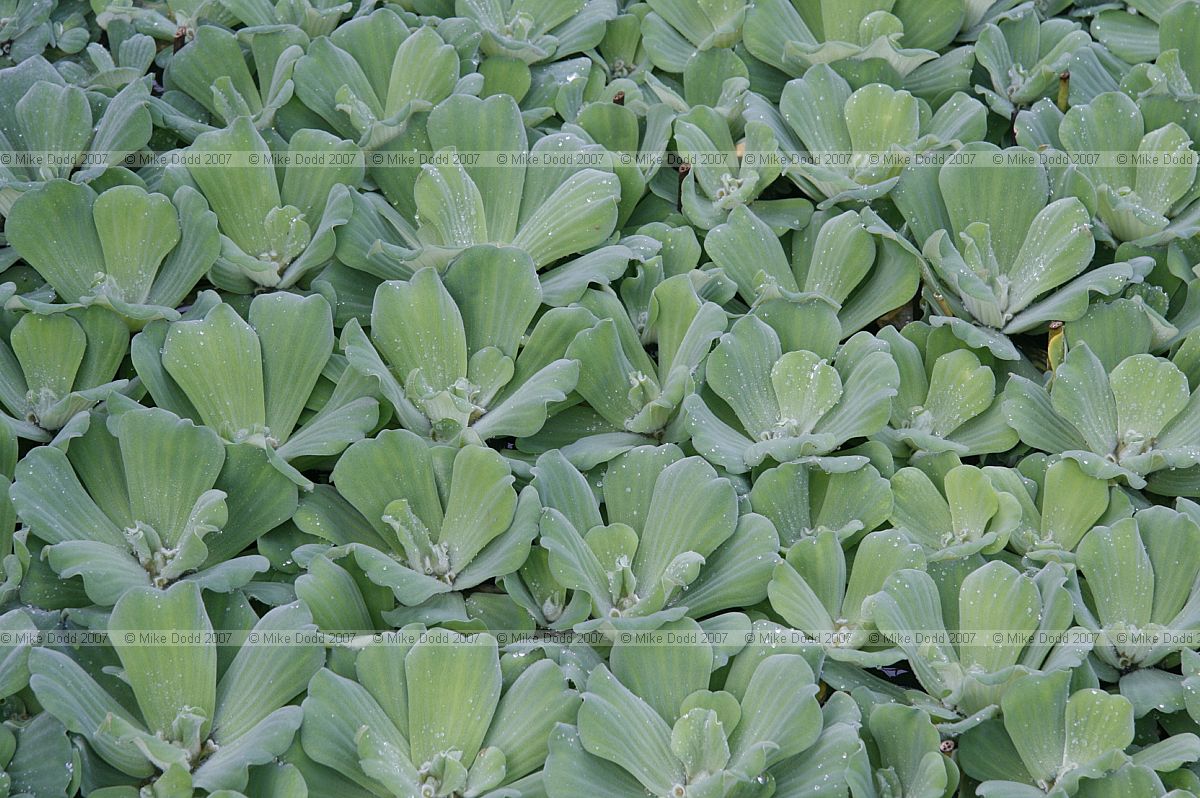 Pistia stratiotes Water lettuce