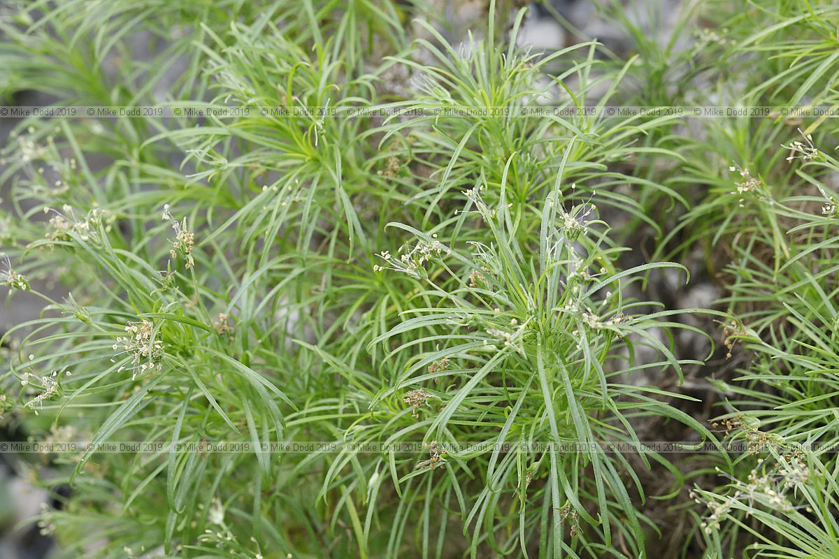 Plantago arborescens