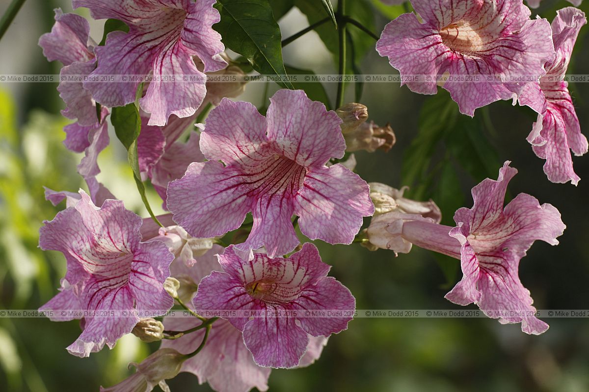 Podranea ricasoliana