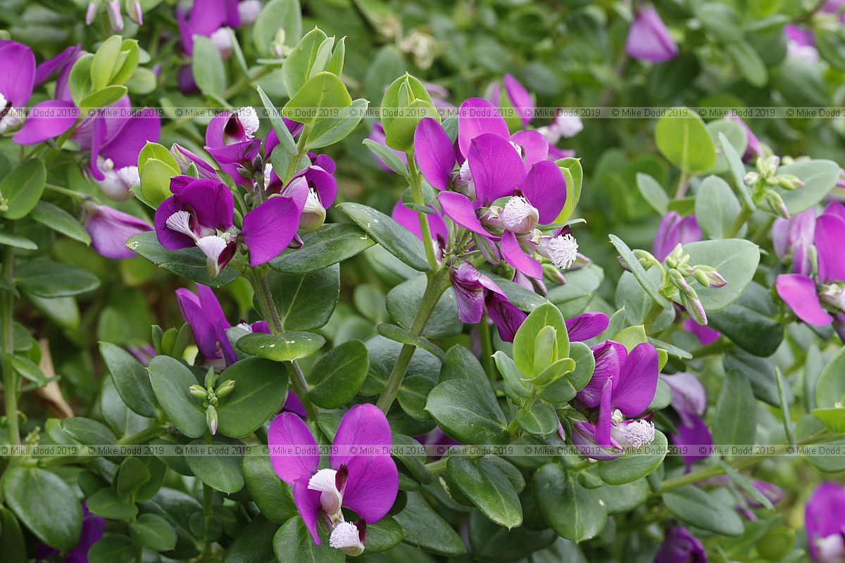 Polygala fruticosa 'Africana'