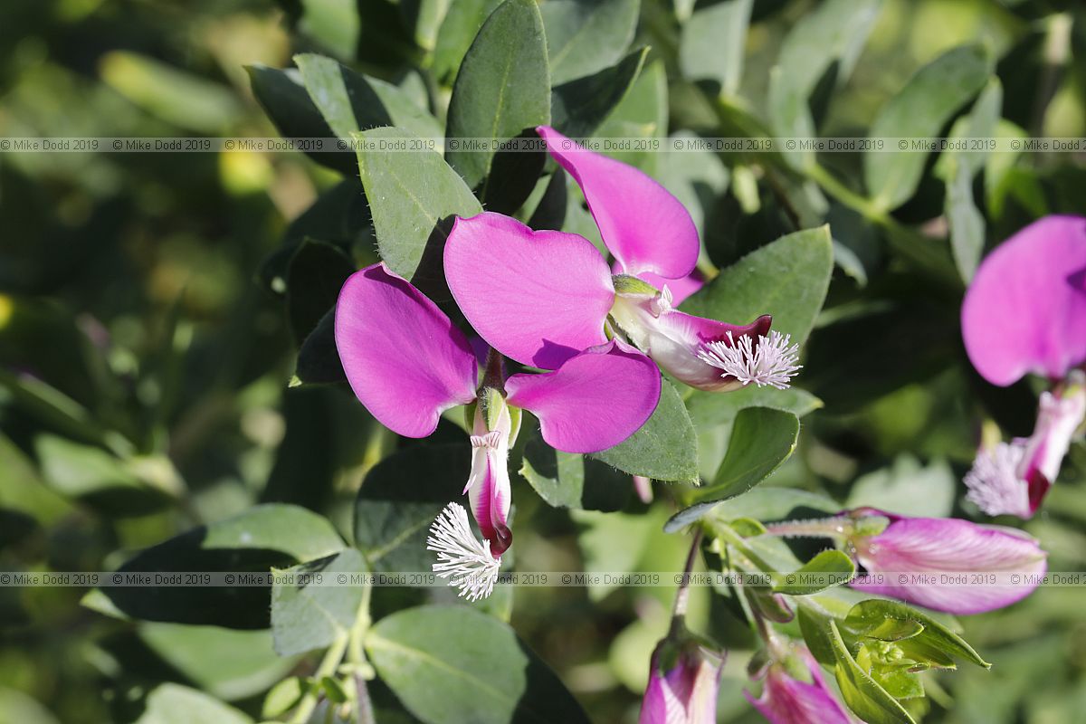 Polygala myrtifolia