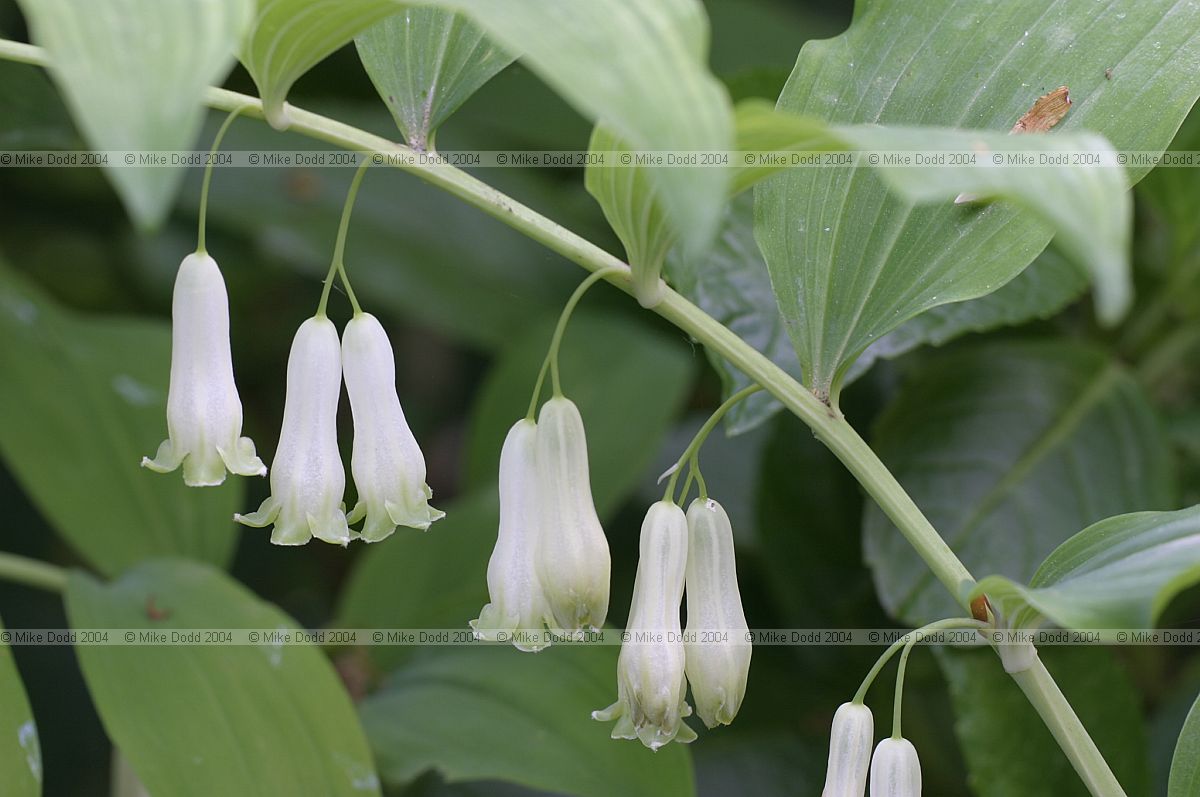 Polygonatum