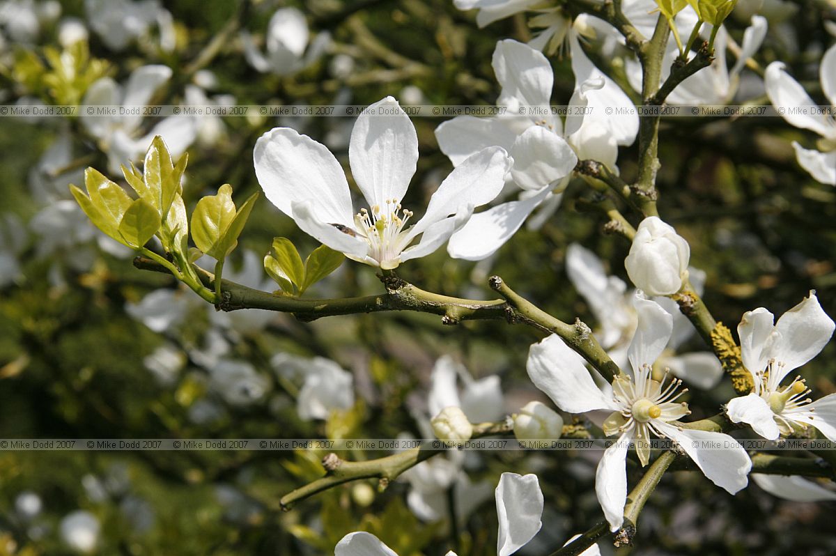 Poncirus trifoliata Japanese bitter-orange