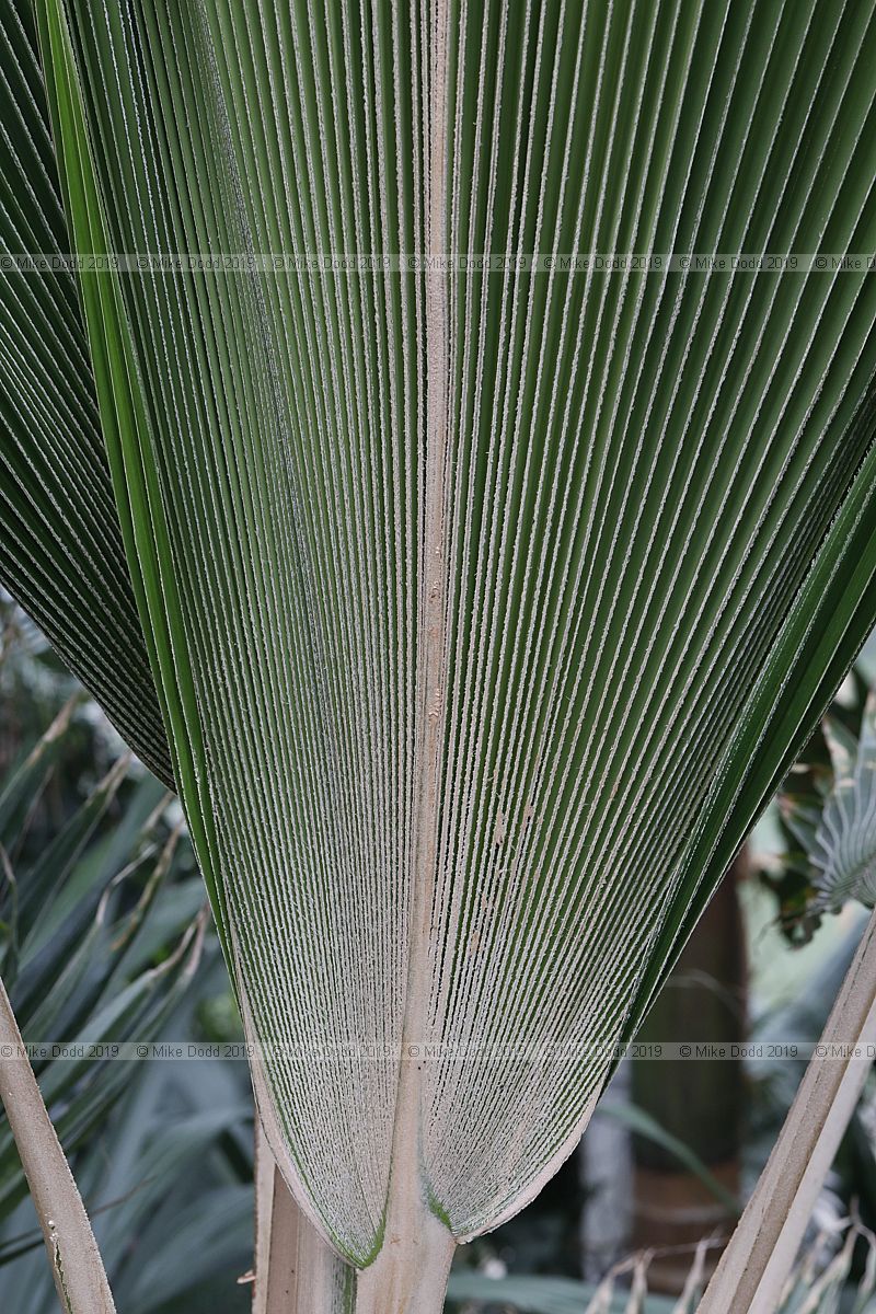 Pritchardia pacifica Fiji Fan Palm