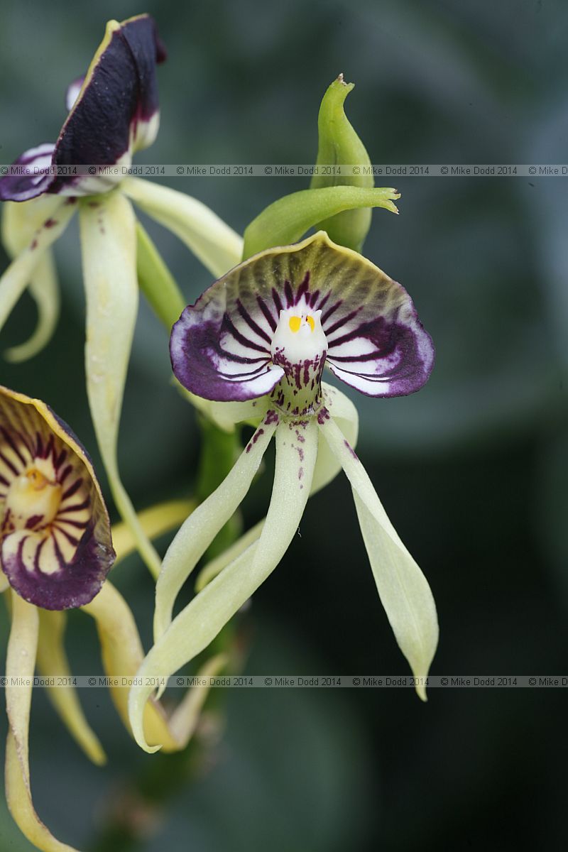 Prosthechea cochleata