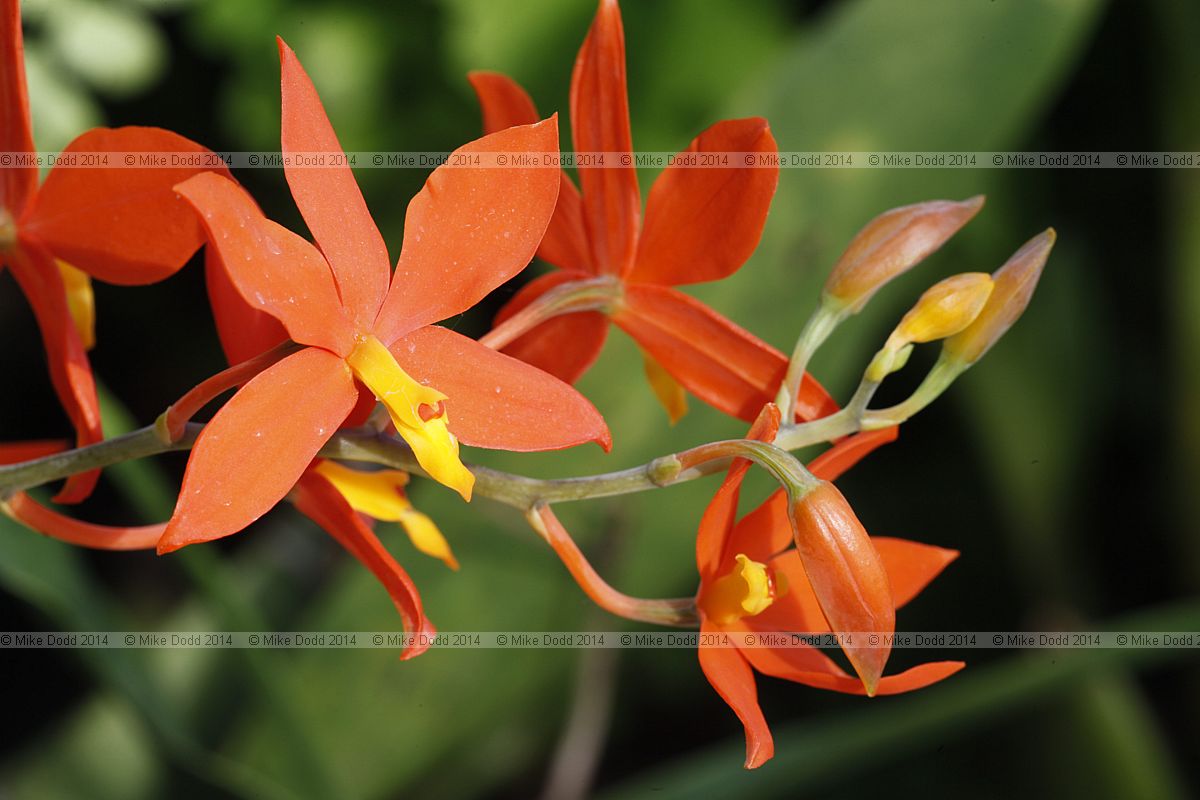 Prosthechea vitellina