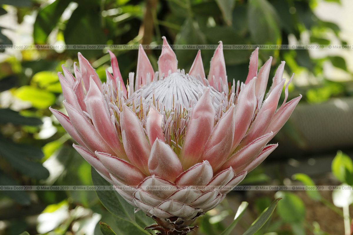 Protea cynaroides King protea