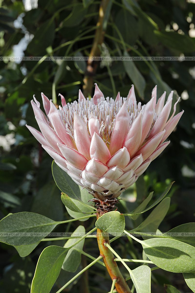 Protea cynaroides King protea