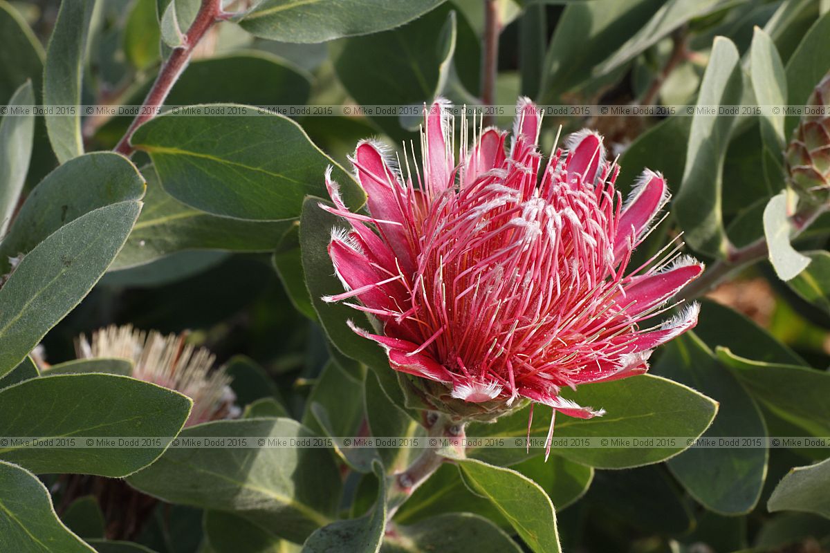 Protea lacticolor