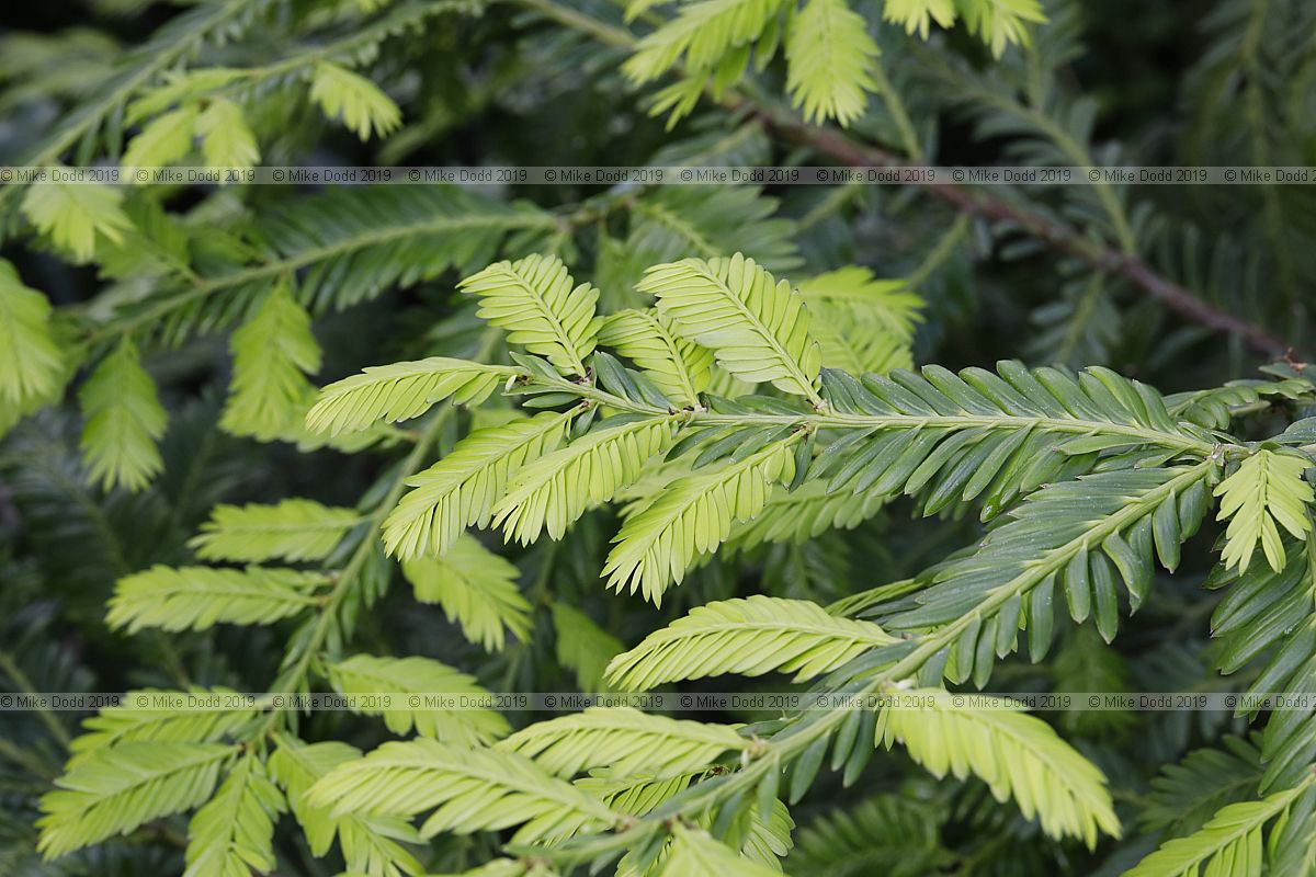 Prumnopitys aff. ferruginea