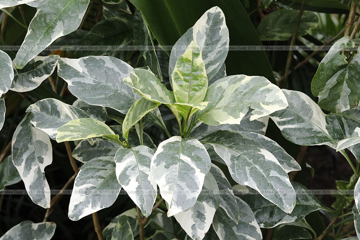 Pseuderanthemum versicolor