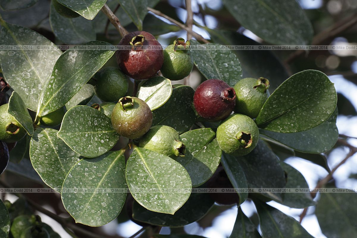 Psidium littorale var. longipes