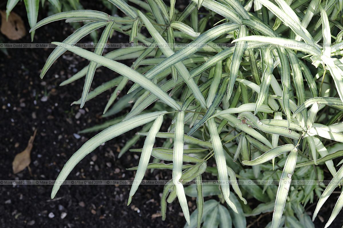 Pteris cretica var. albolineata