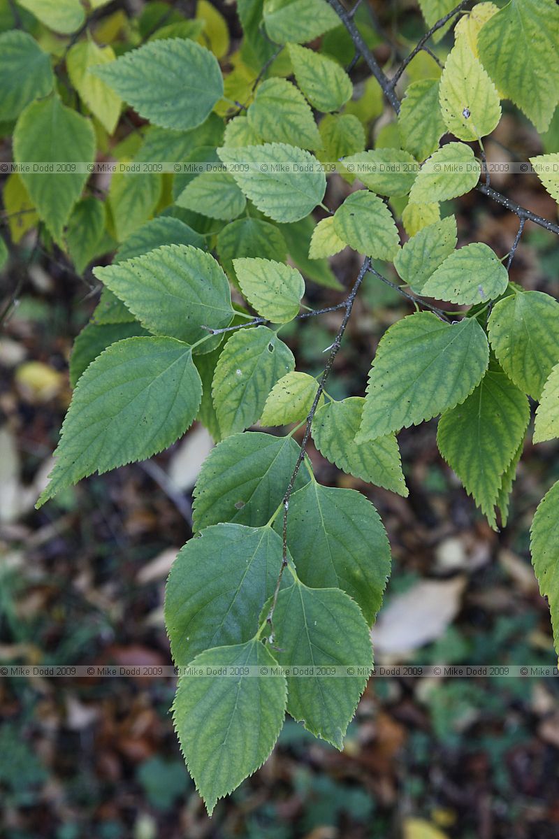 Pteroceltis tatarinowii