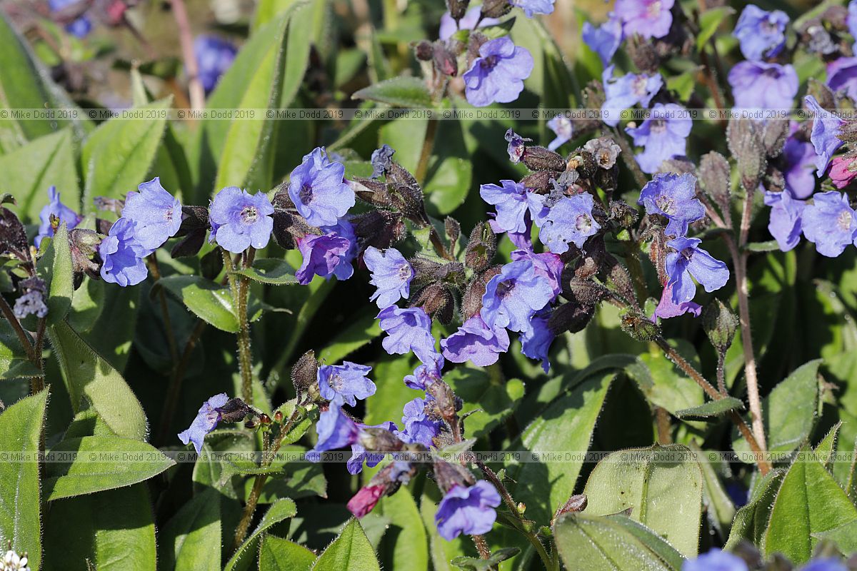 Pulmonaria 'Blue Ensign'