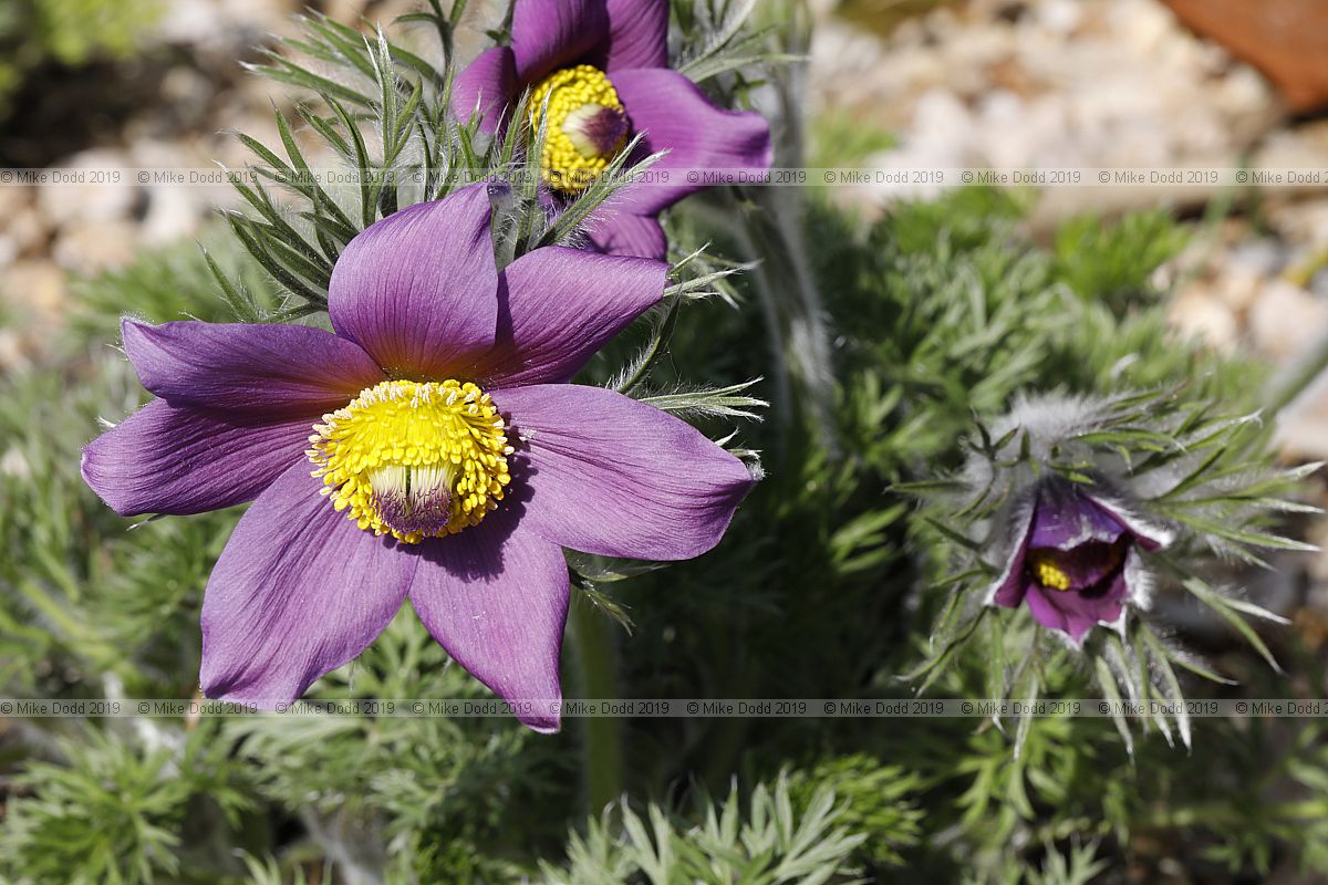 Pulsatilla vulgaris violet blue-flowered