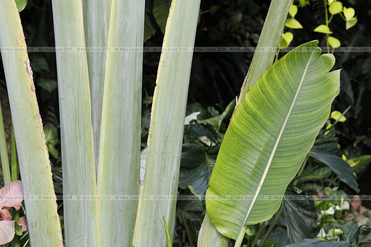 Ravenala madagascariensis