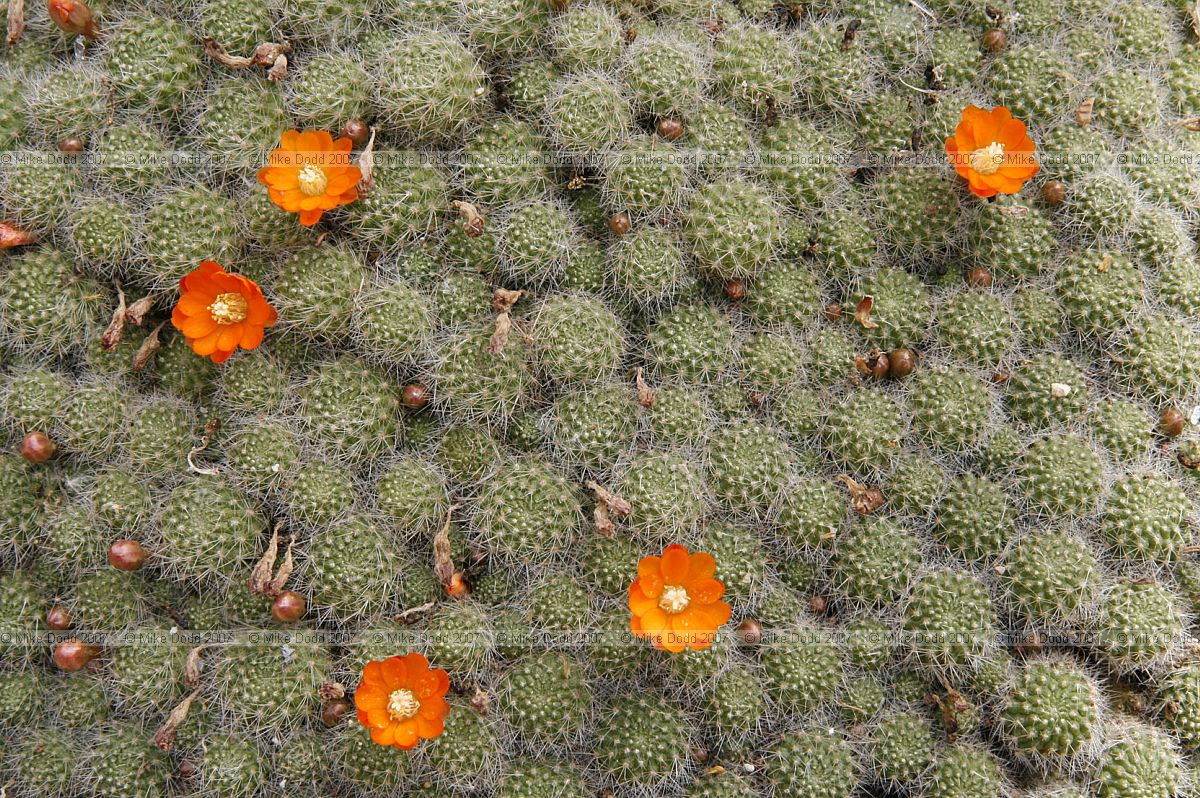 Rebutia pulvinosa Cactaceae