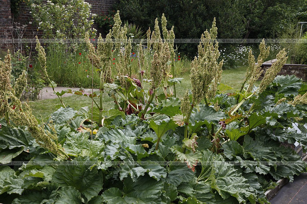 Rheum rhaponticum common rhubarb