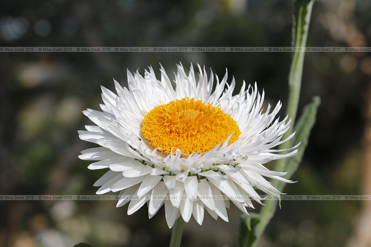Rhodanthe chlorocephala