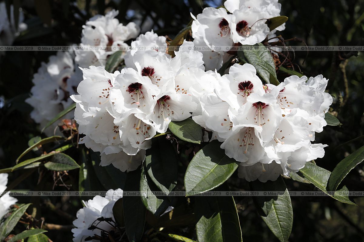 Rhododendron arboreum x calophytum