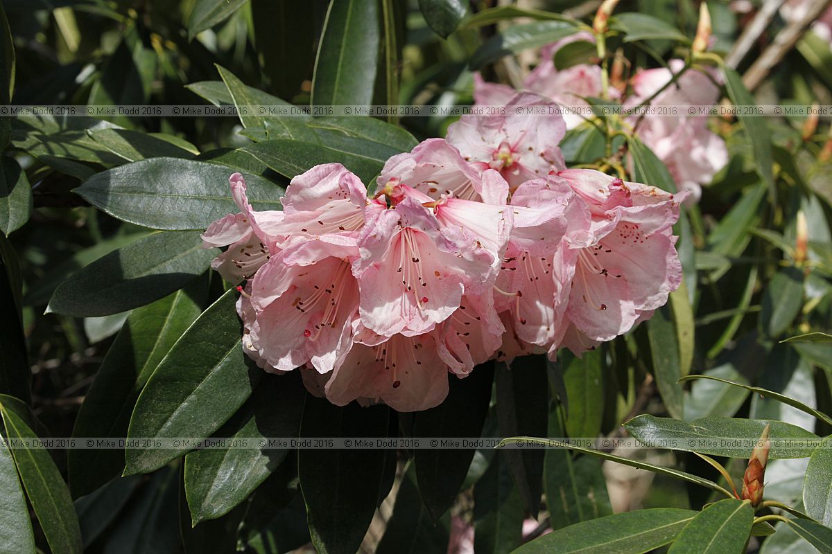 Rhododendron 'Dame Nellie Melba'