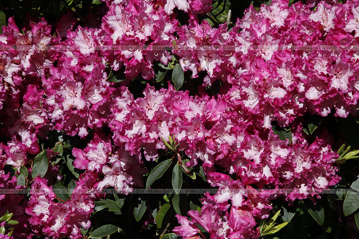 Rhododendron 'Elsie Watson'