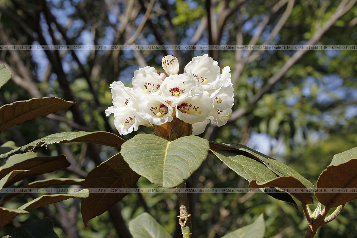 Rhododendron falconeri