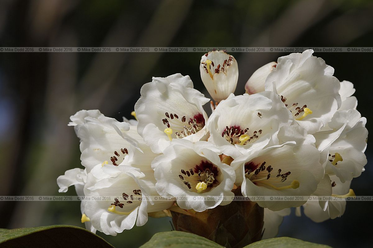 Rhododendron falconeri