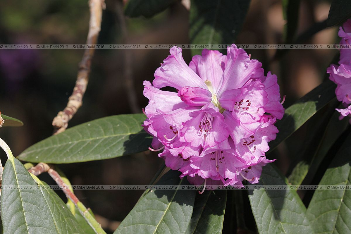 Rhododendron niveum
