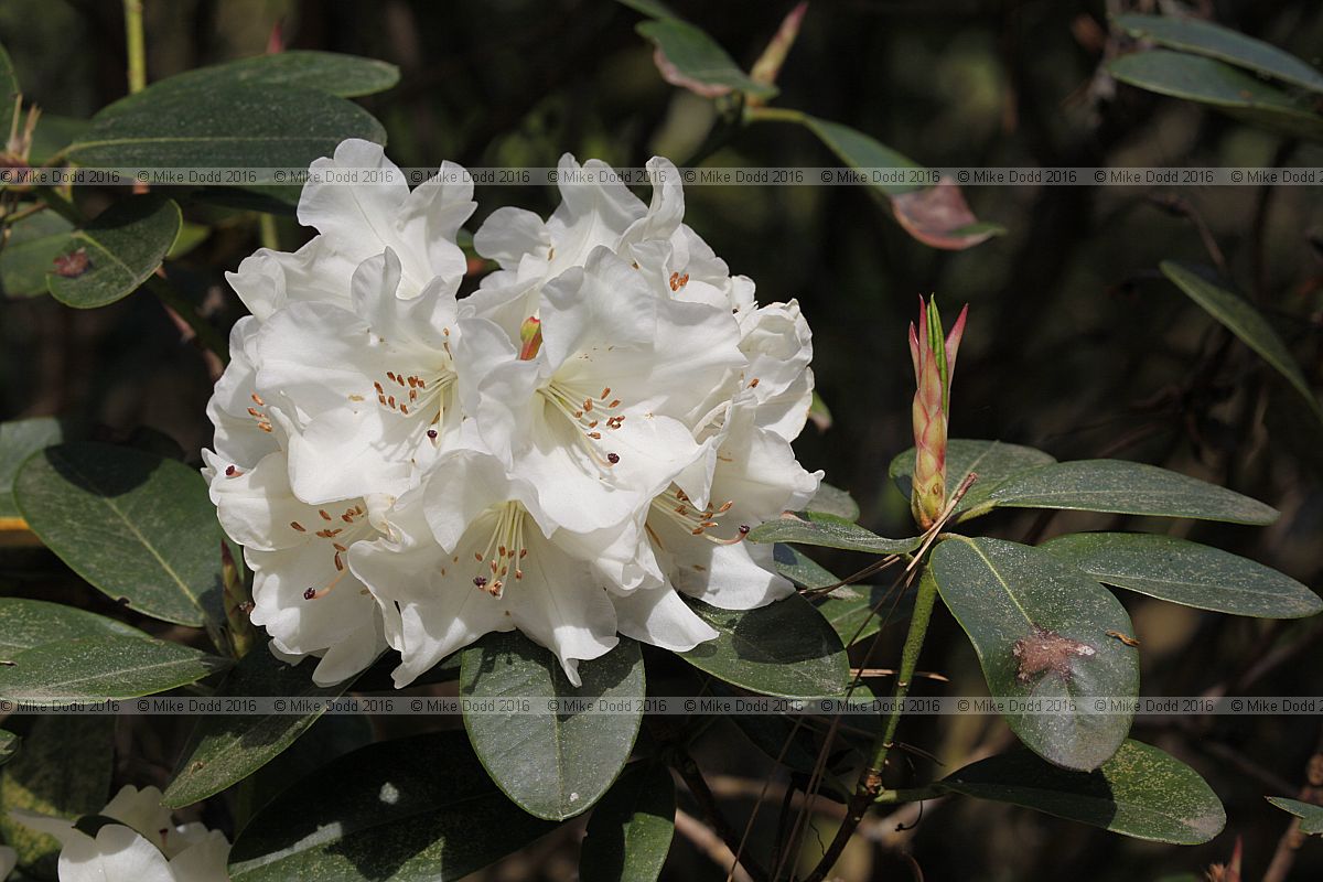 Rhododendron 'Unique'
