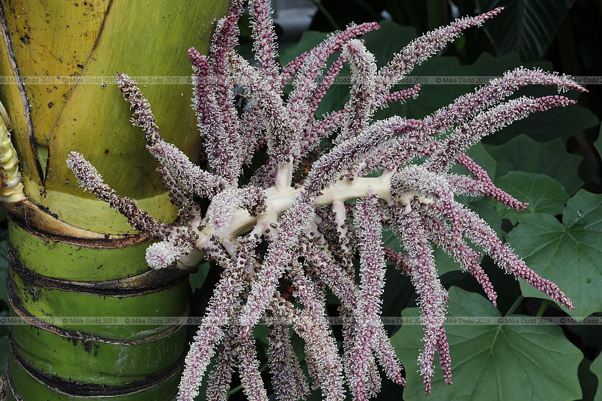 Rhopalostylis sapida