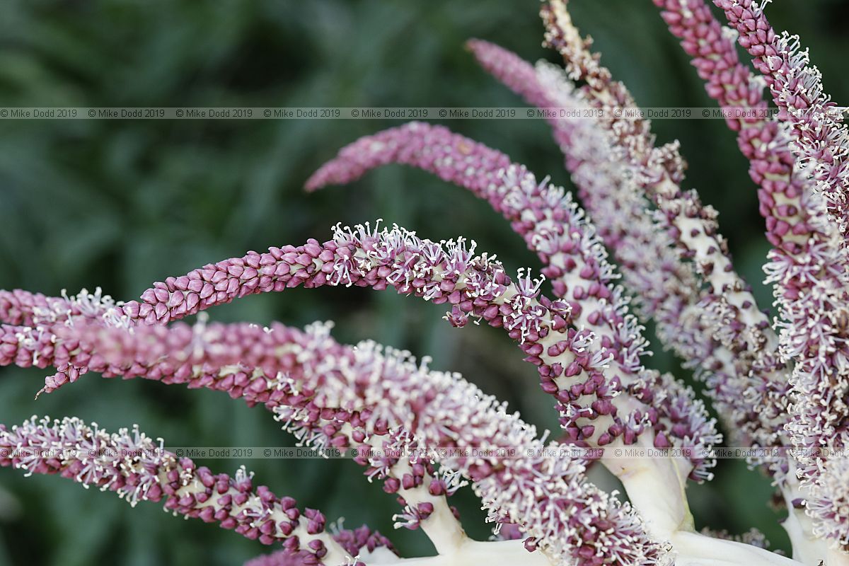 Rhopalostylis sapida Nikau palm flowers