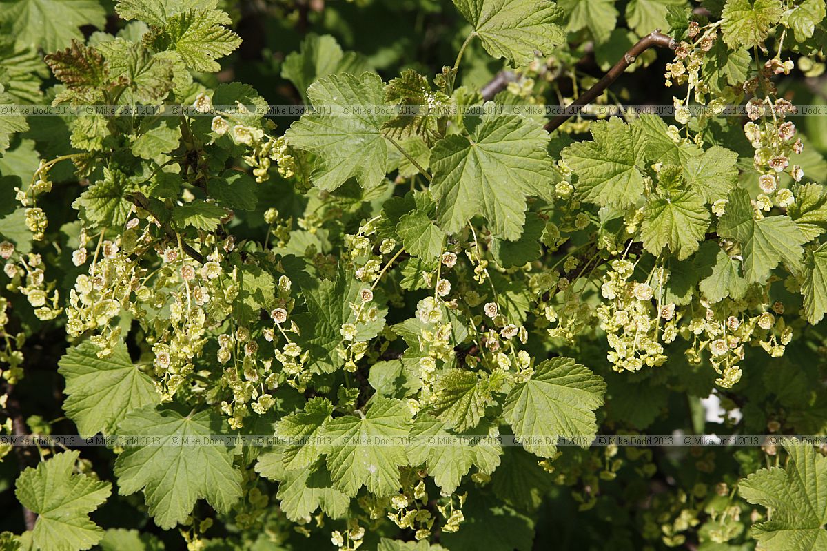 Ribes rubrum White currant