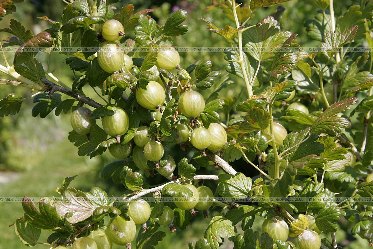 Ribes uva-crispa Gooseberries