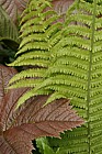 Rodgersia podophylla and ferns spring leaf contrast