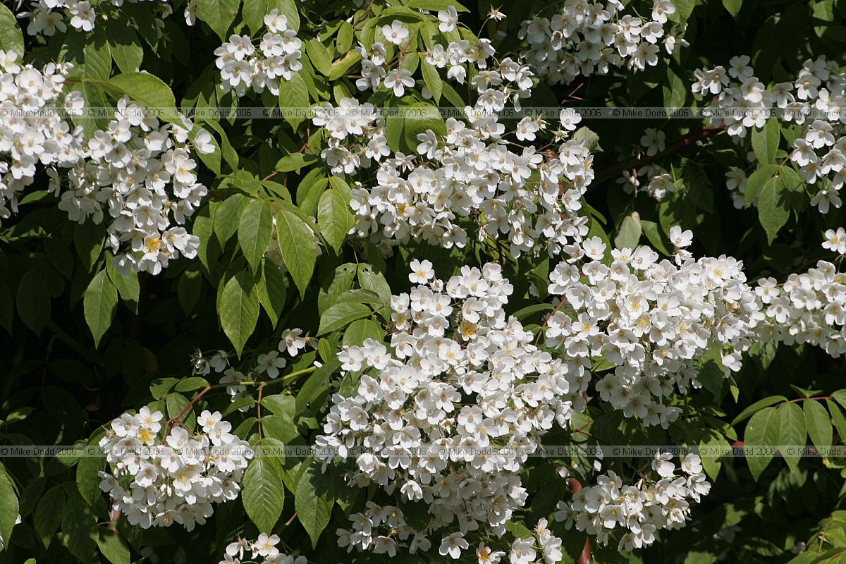 Rosa filipes 'Kiftsgate' (?)